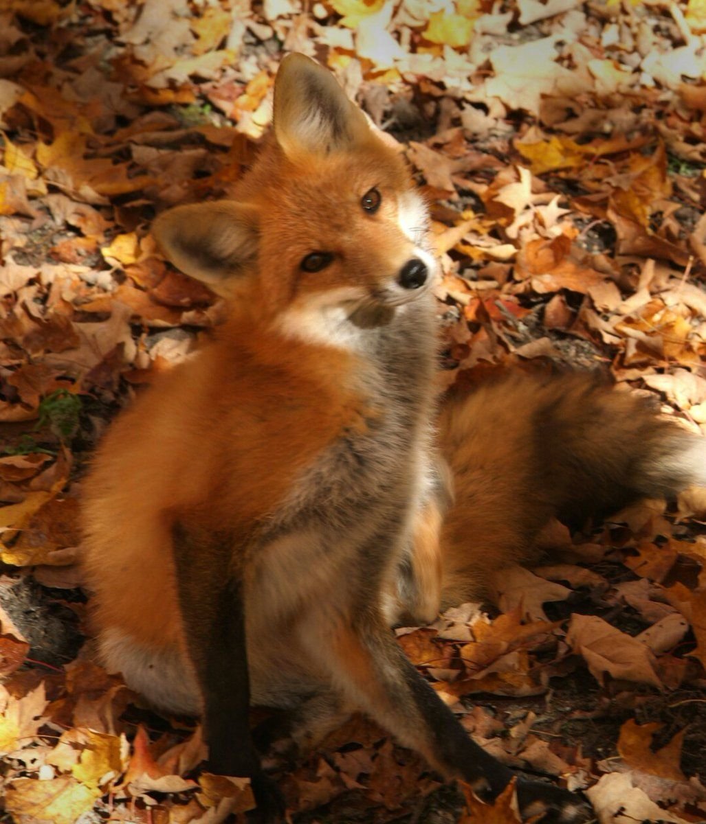 Лисы осенью