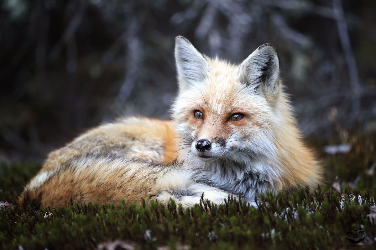 Финские лисички