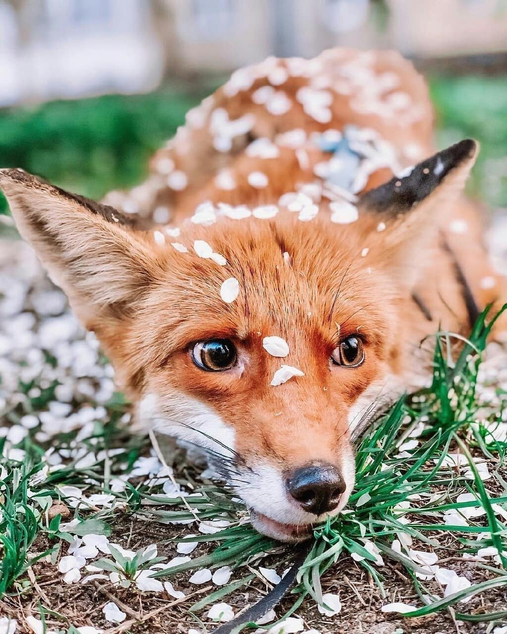 Лиса милашка