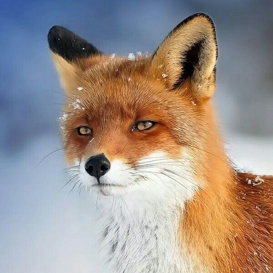 Бледный Лис йуругу