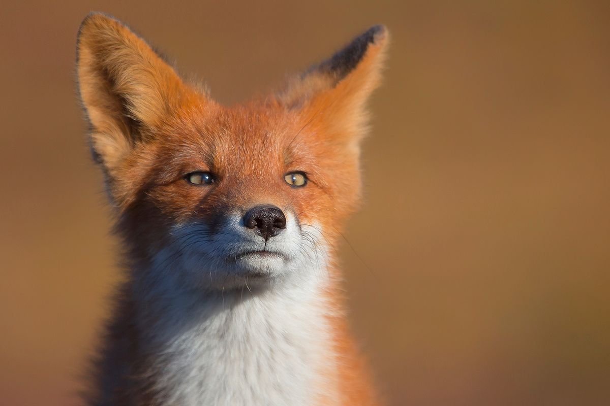 Важная лиса