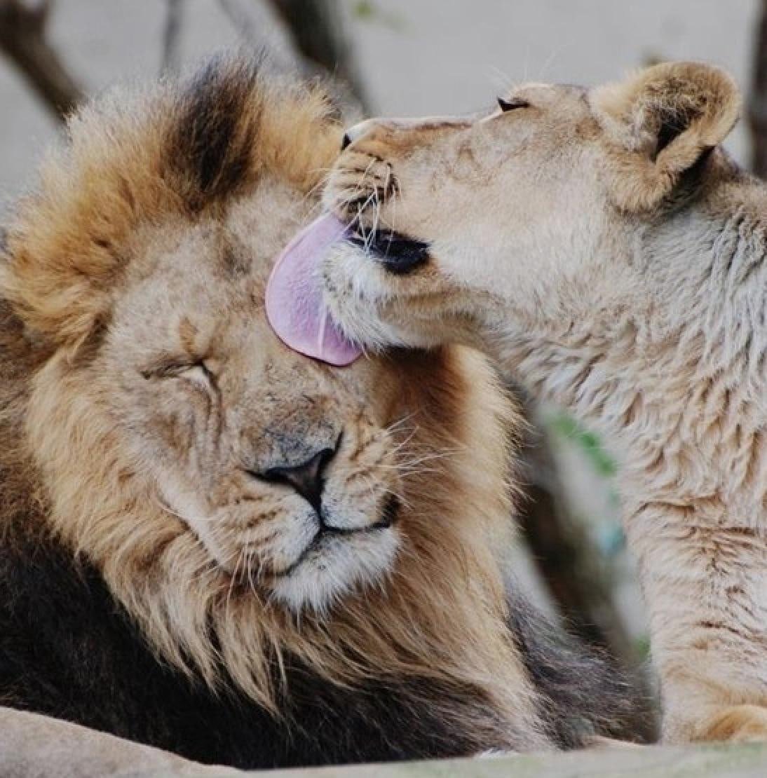 фото льва и львицы любовь и нежность
