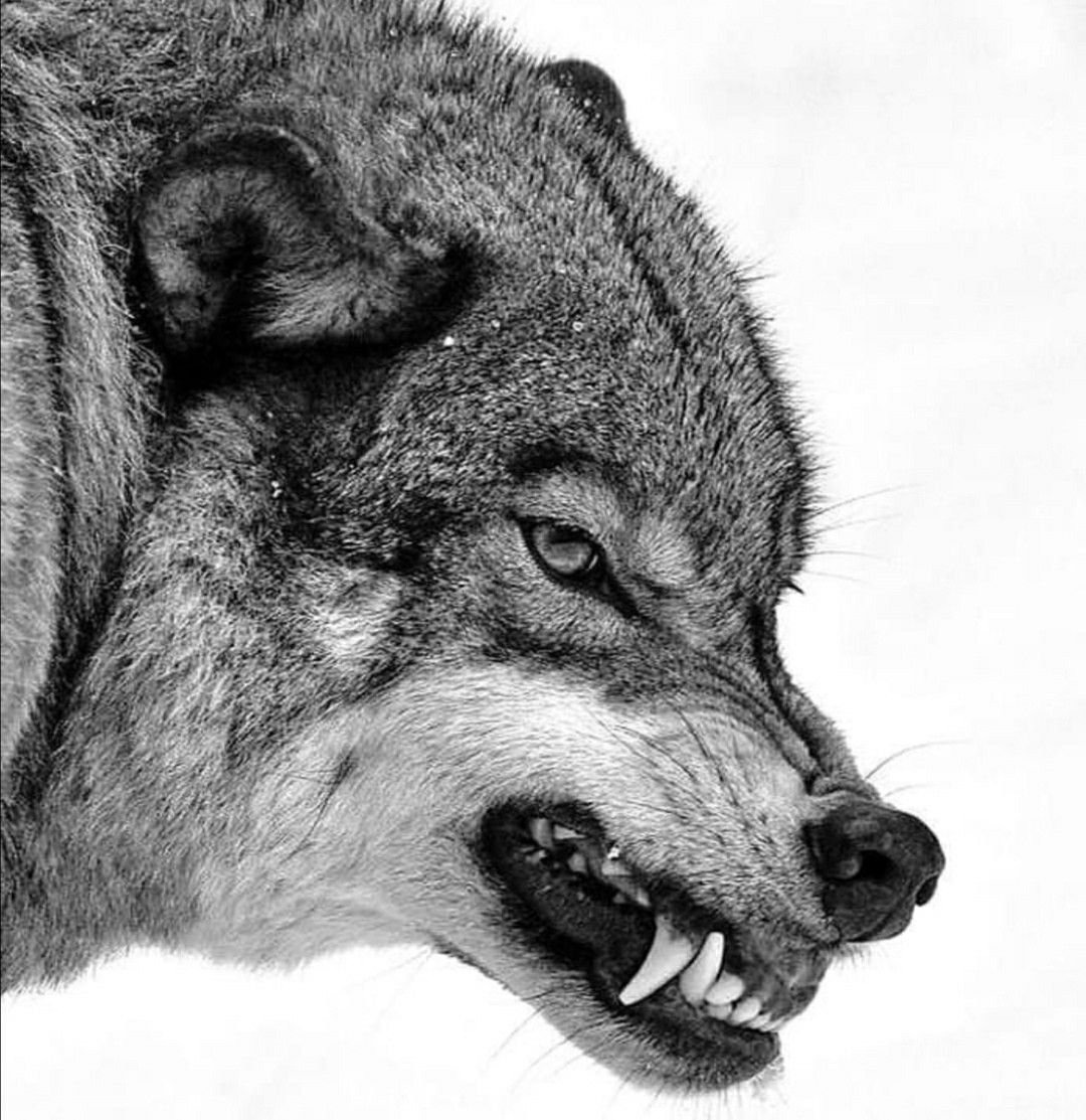 Волчий оскал