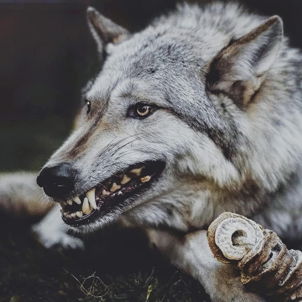 Канадский волк оскал