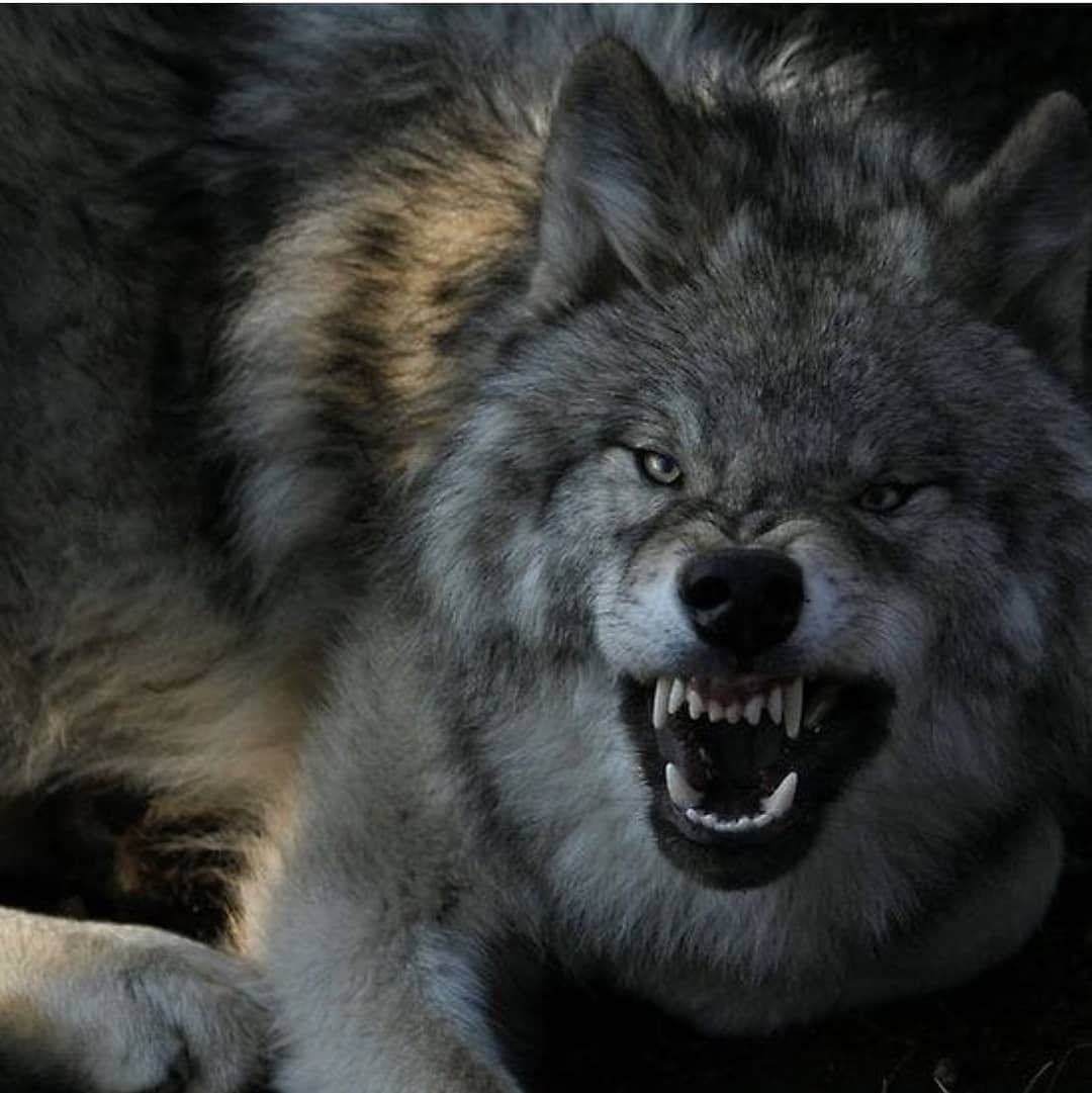 Волк оскал