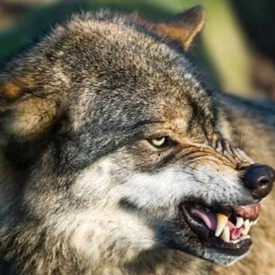 Злой Волчара