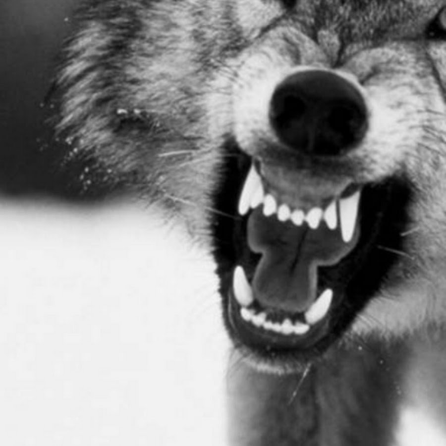 Тату оскал волка