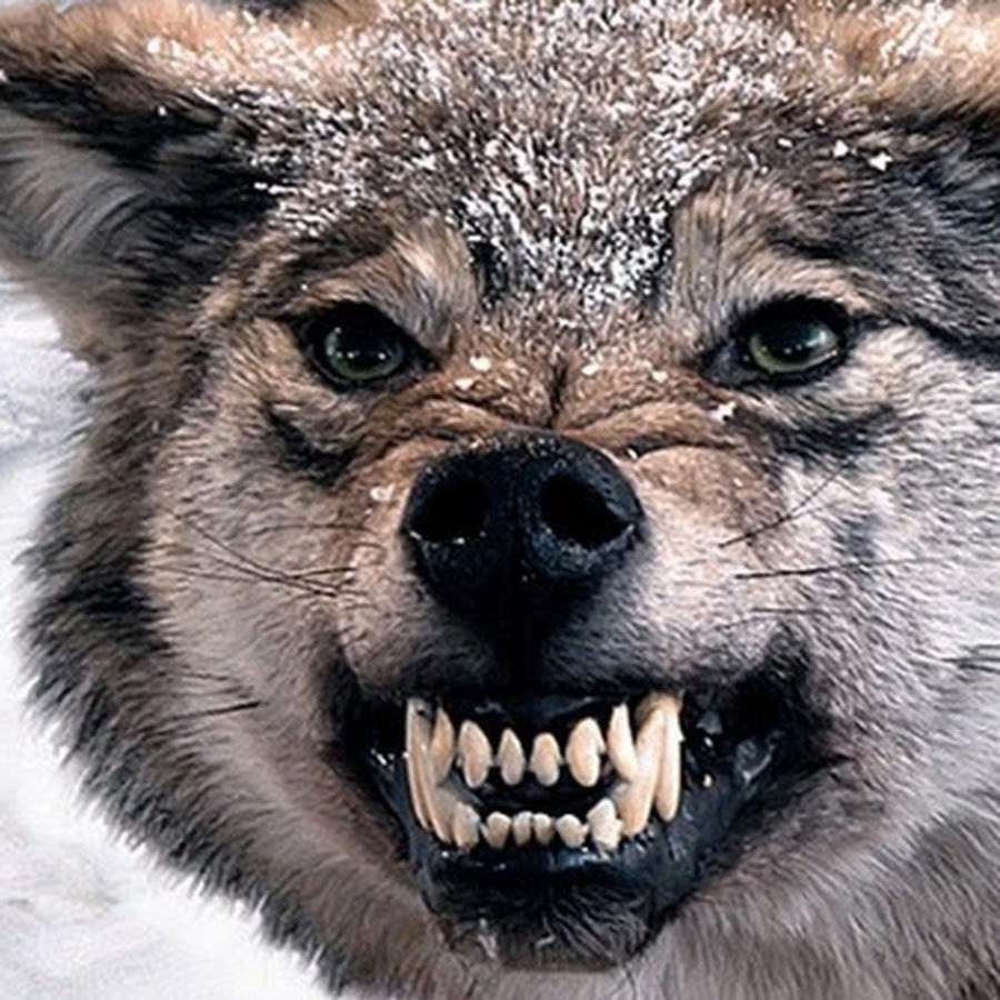 Мегафаунный волк