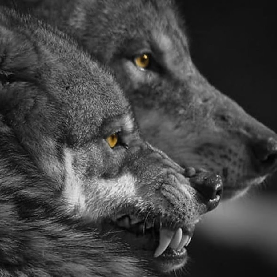 Морда волка оскал