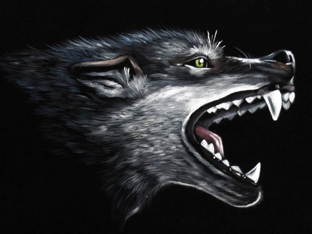 Морда волка оскал