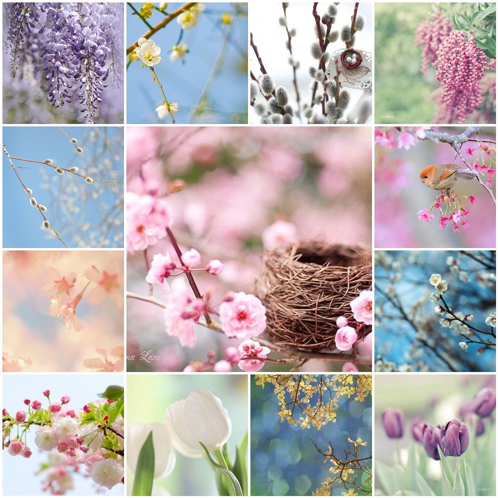 Цветной весенний. Весеннее Вдохновение. Нежные весенние цветы. Весенняя тематика. Весенний коллаж.