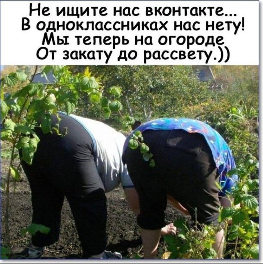 Дачники на грядках