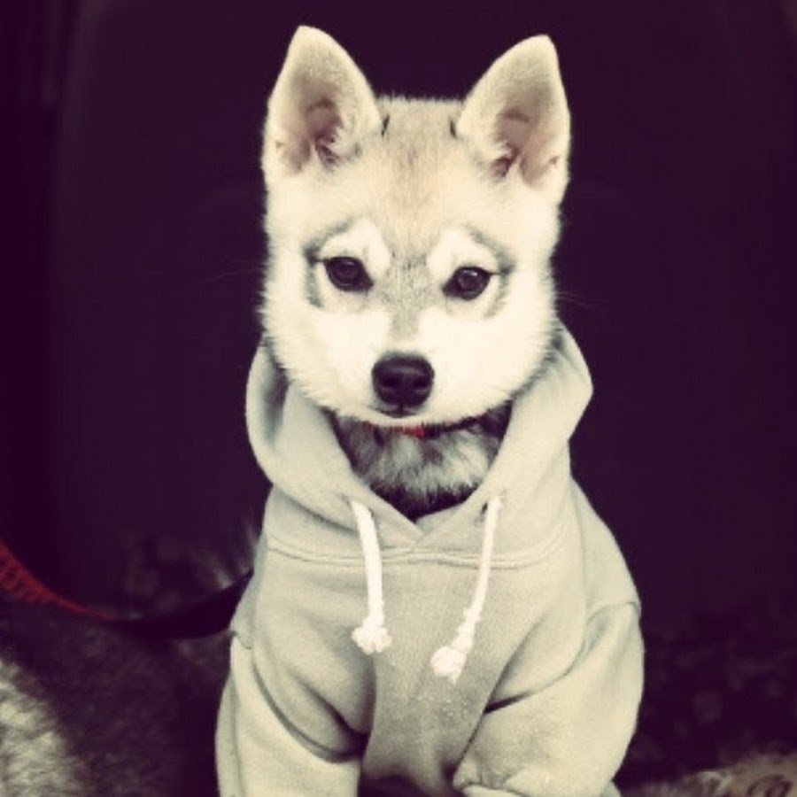 Крутые и милые собаки