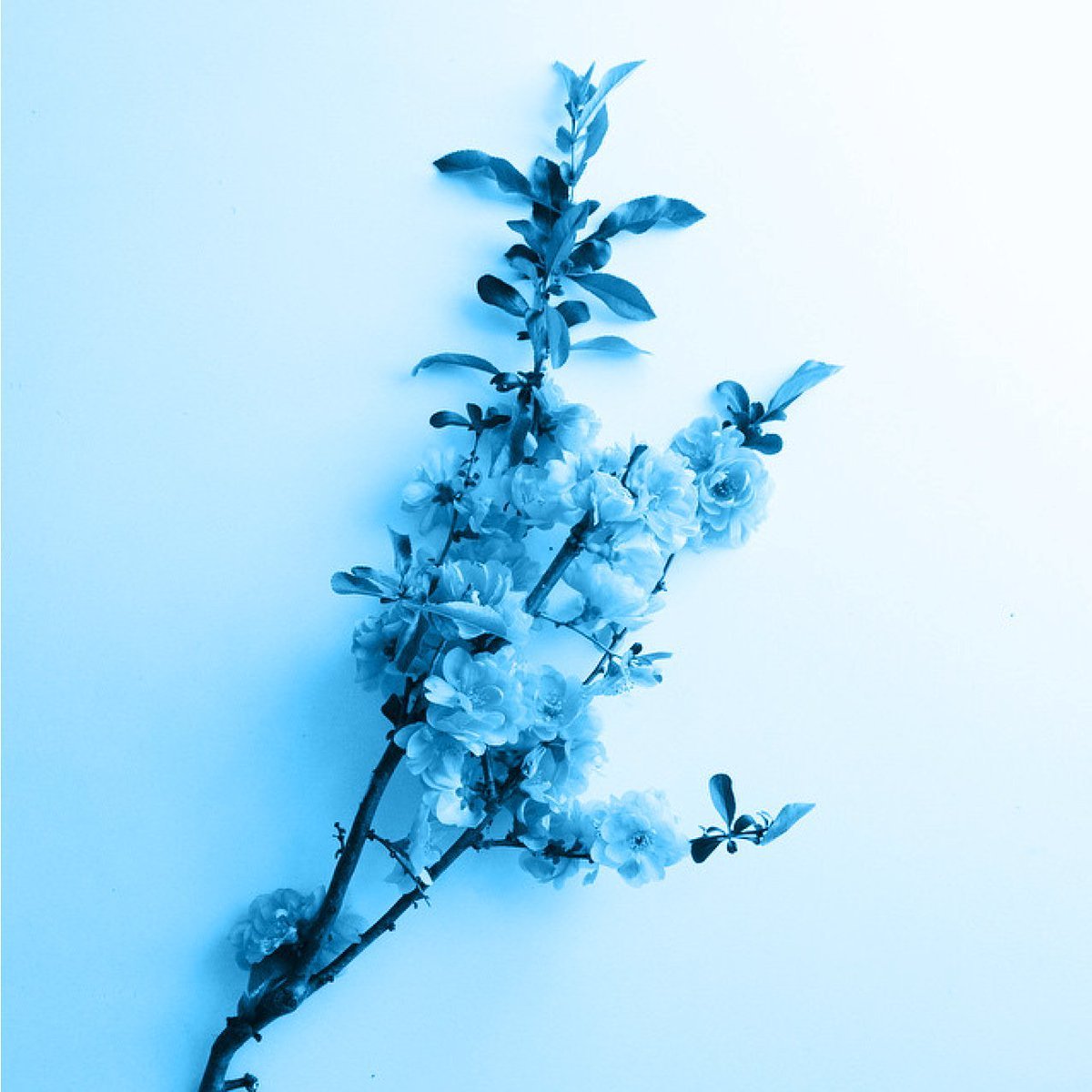 Анемона цветок