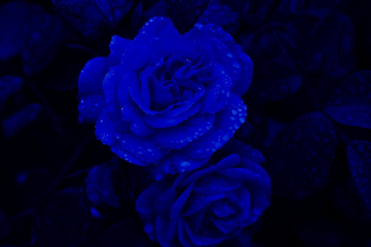 Небесно голубые цветы