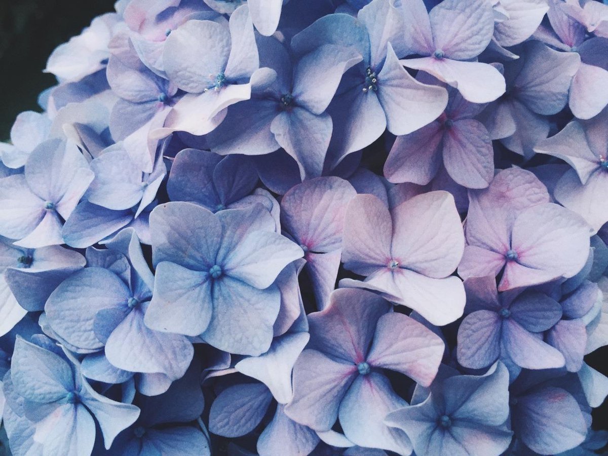 Голубая Перинея роза