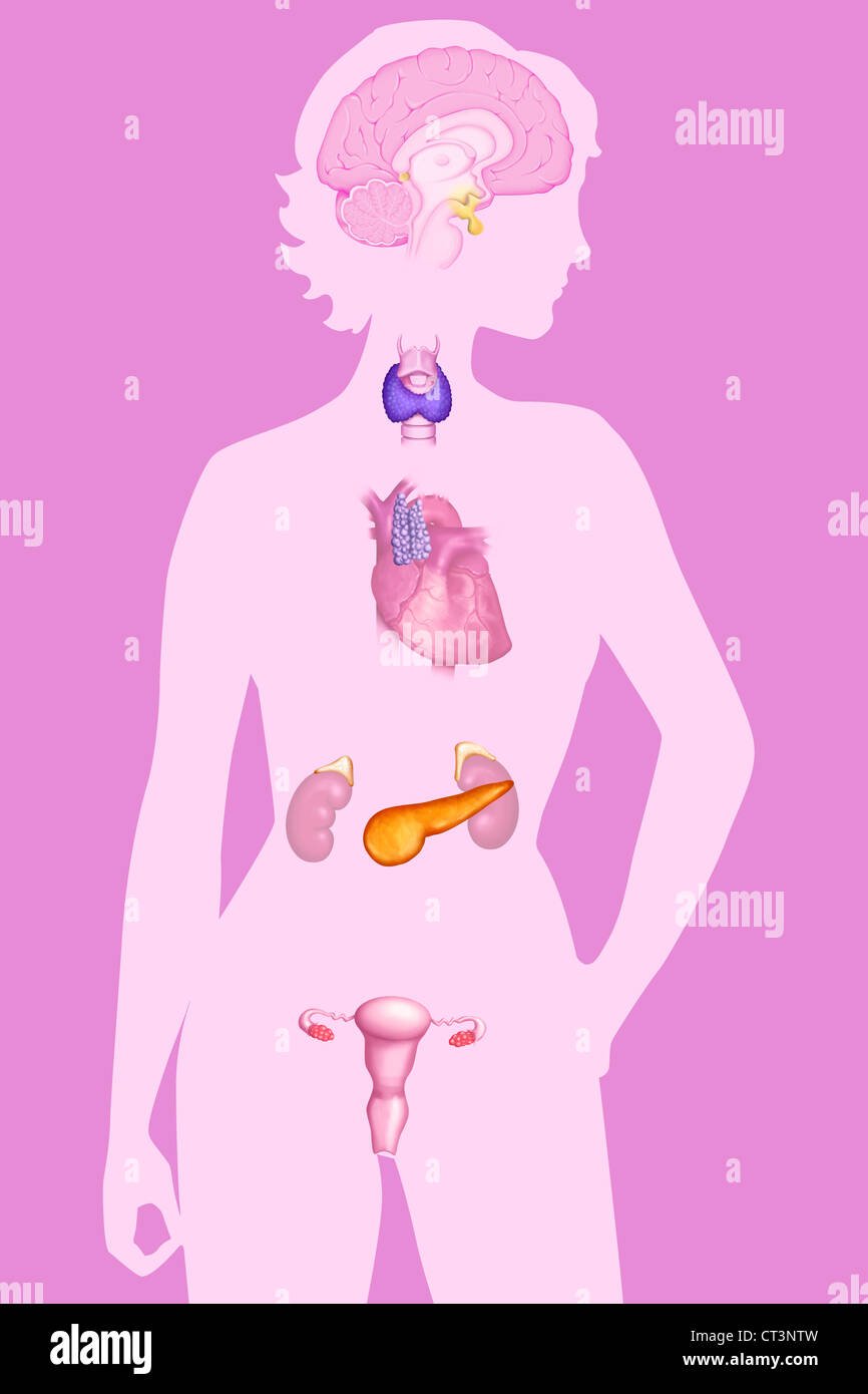 Тимус и эпифиз