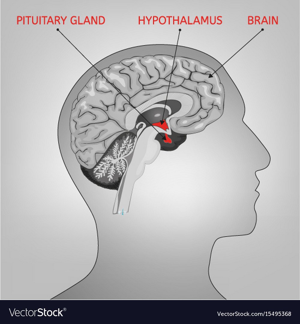 Эндокринная система мозга
