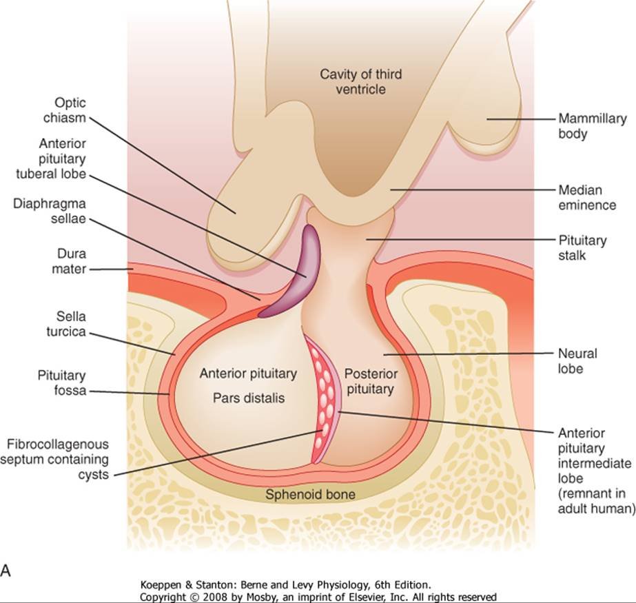 Диафрагма турецкого седла