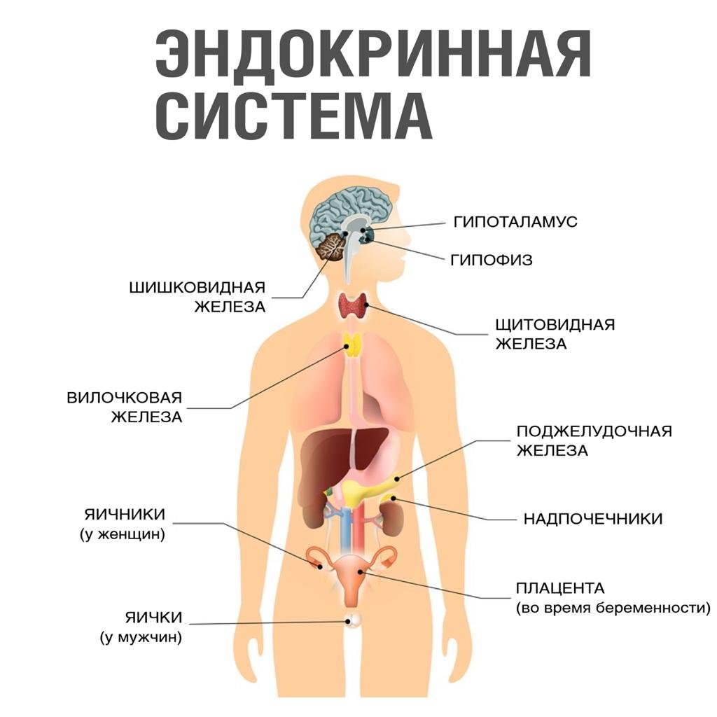 Эндокринология презентация. Эндокринная система человека схема. К эндокринной системе органов относят. Железы внутренней секреции анатомия человека. Органы эндокринной системы человека анатомия.