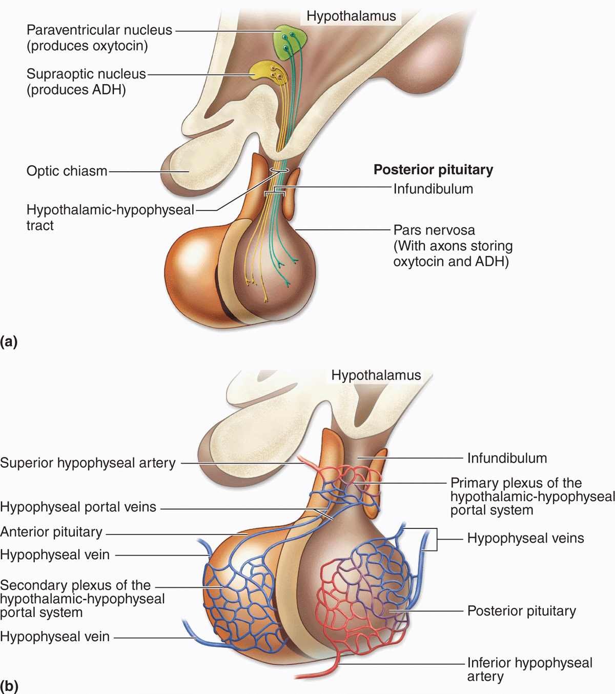 Infundibulum hypophysis