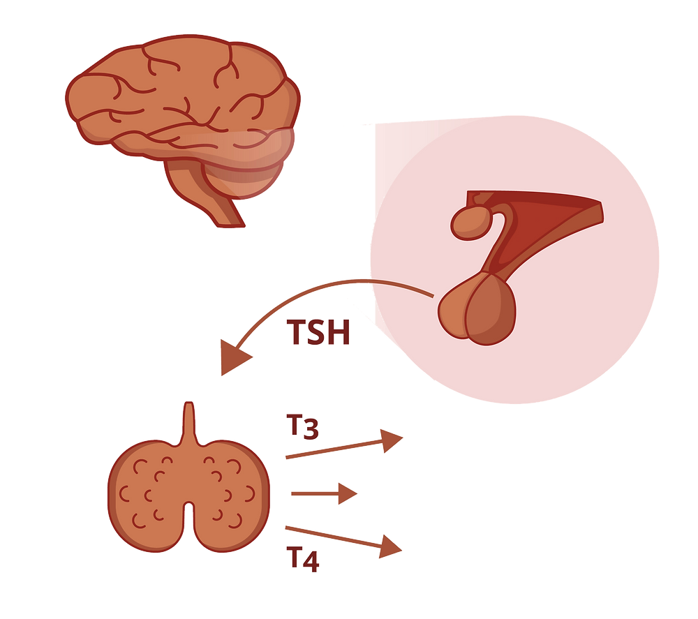 Гипофиз рисунок