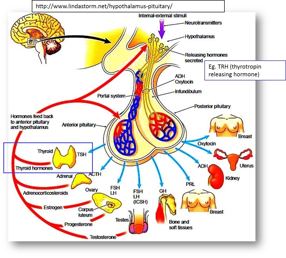 Анатомия и физиология гипофиза