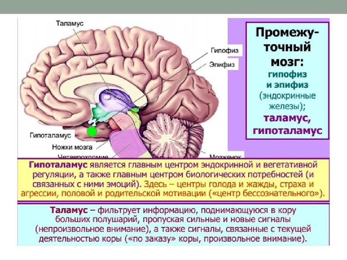 Промежуточный мозг строение гипофиз