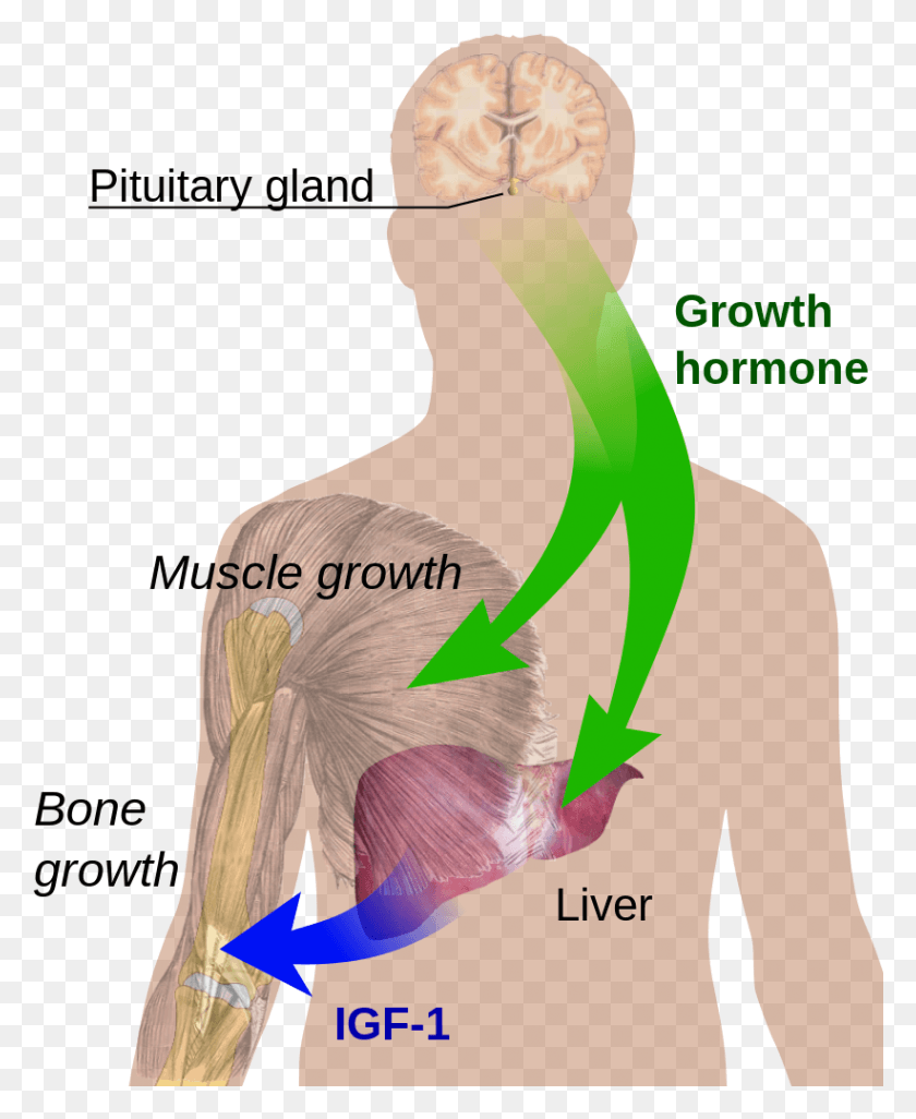 Growth Hormone
