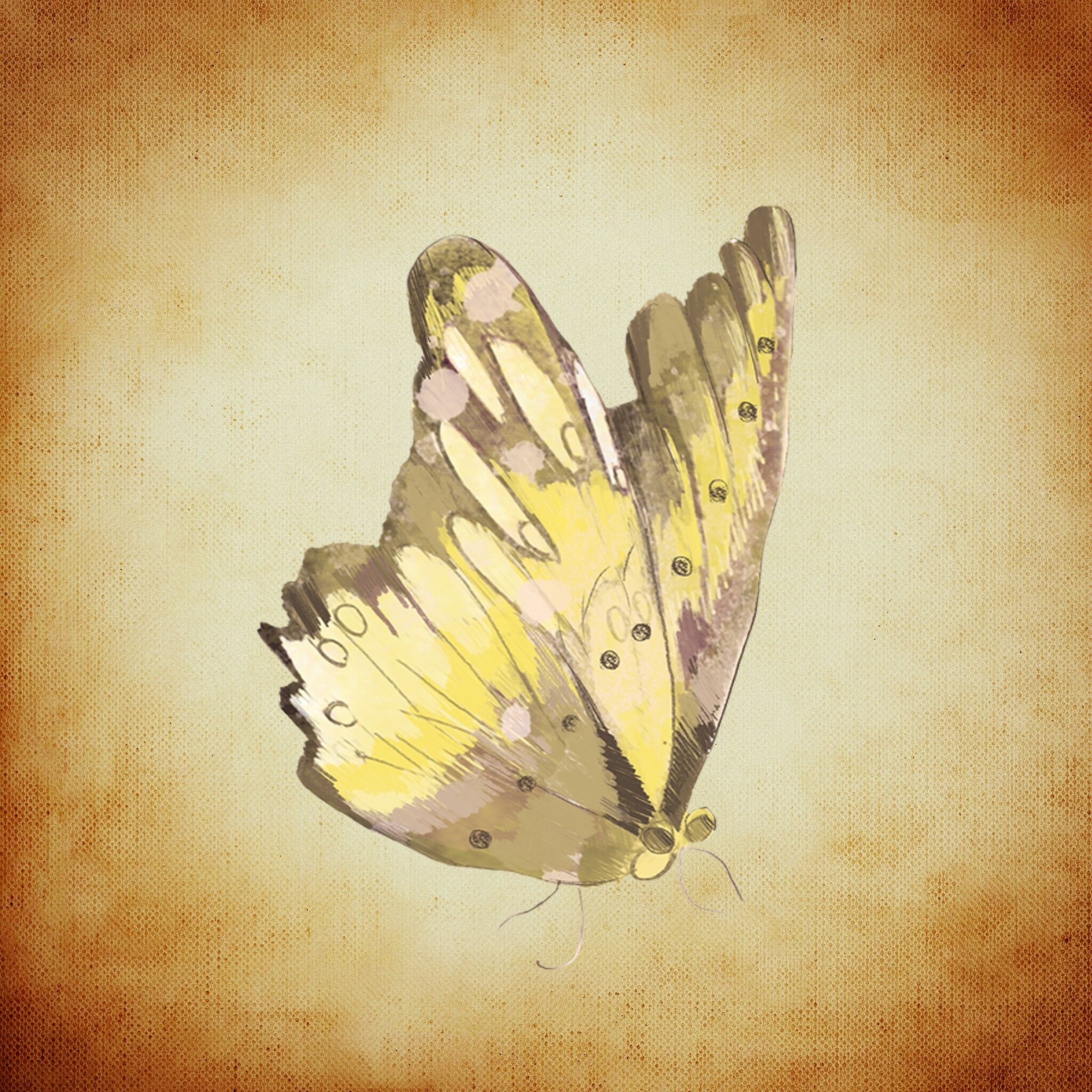 Красивая желтая бабочка арт