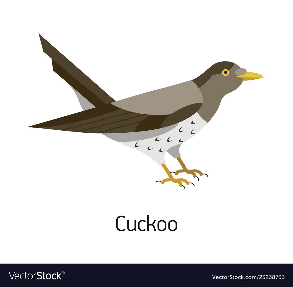 Cuckoo прозрачный фон