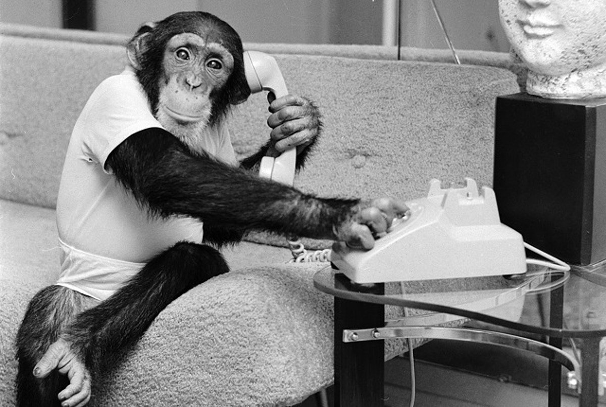 Смешные позы обезьян