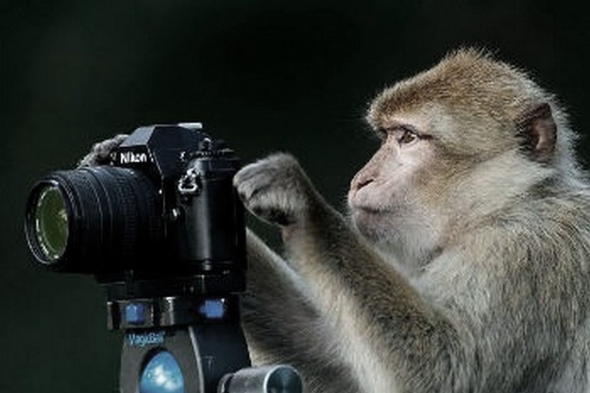 Девушка и обезьяна