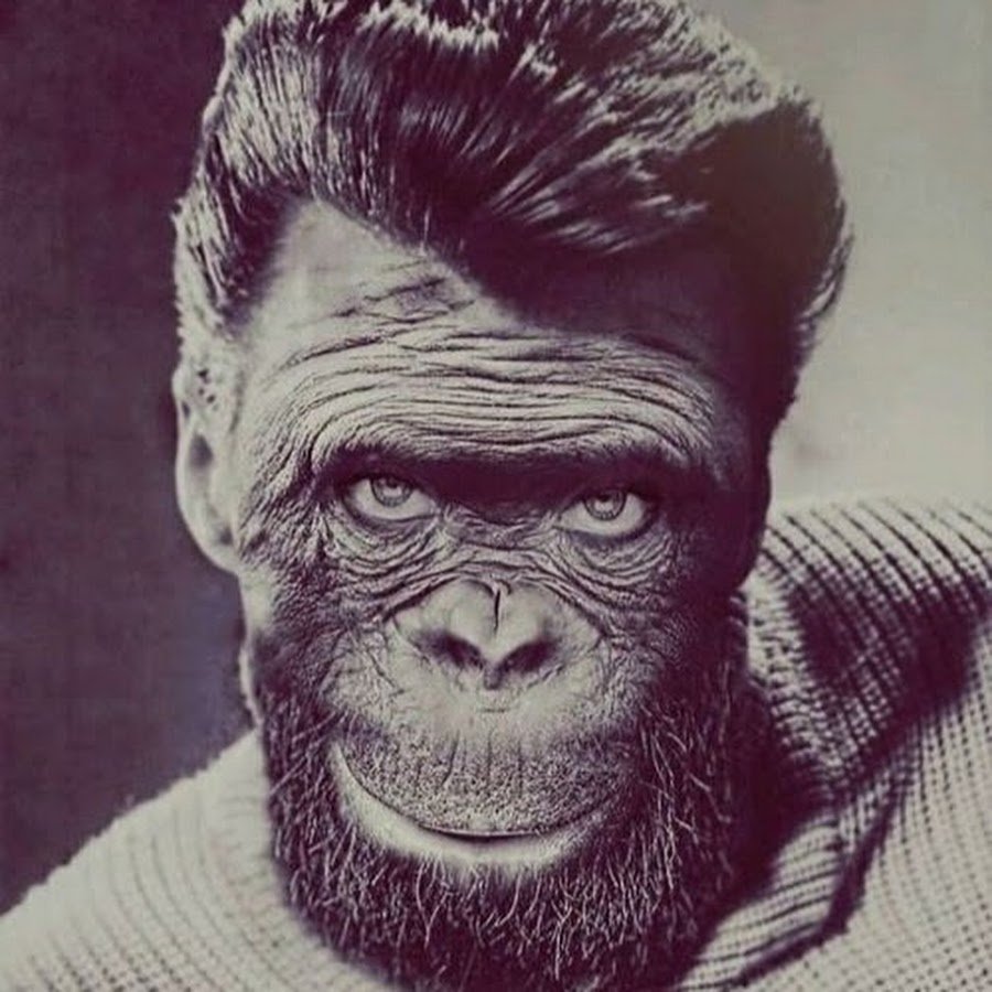 Шимпанзе селфи