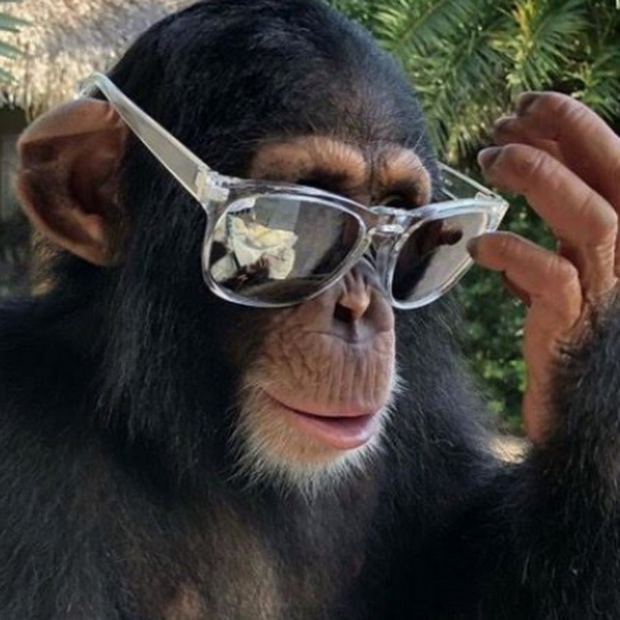 Обезьяна с телефоном селфи