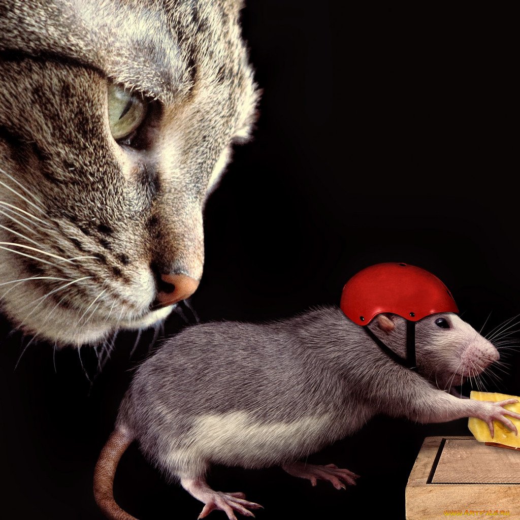 Кошка и мышь