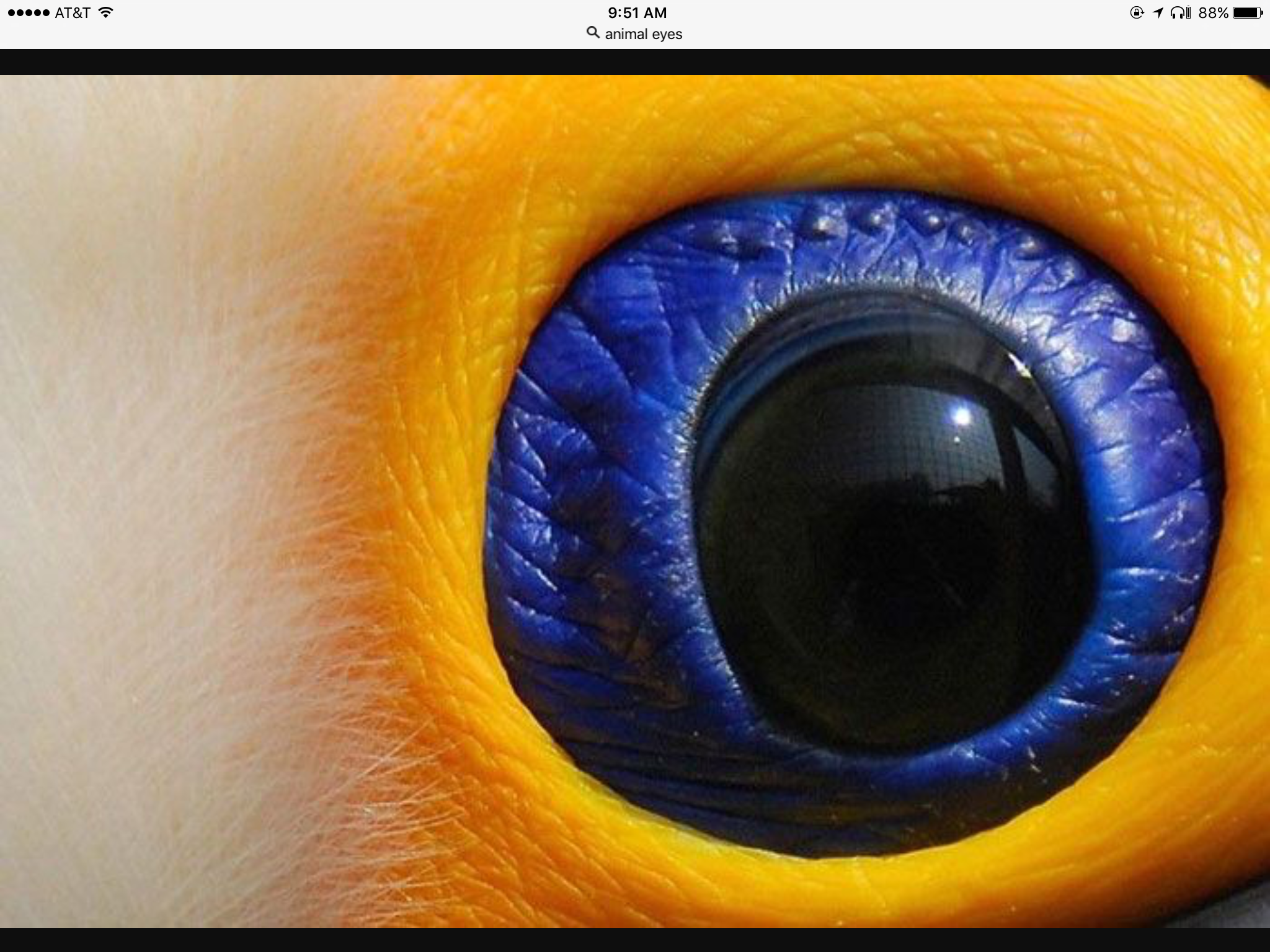 Экзотические глаза. Глаза животных. Удивительные глаза животных. Необычные глаза. Зрачок глаза.