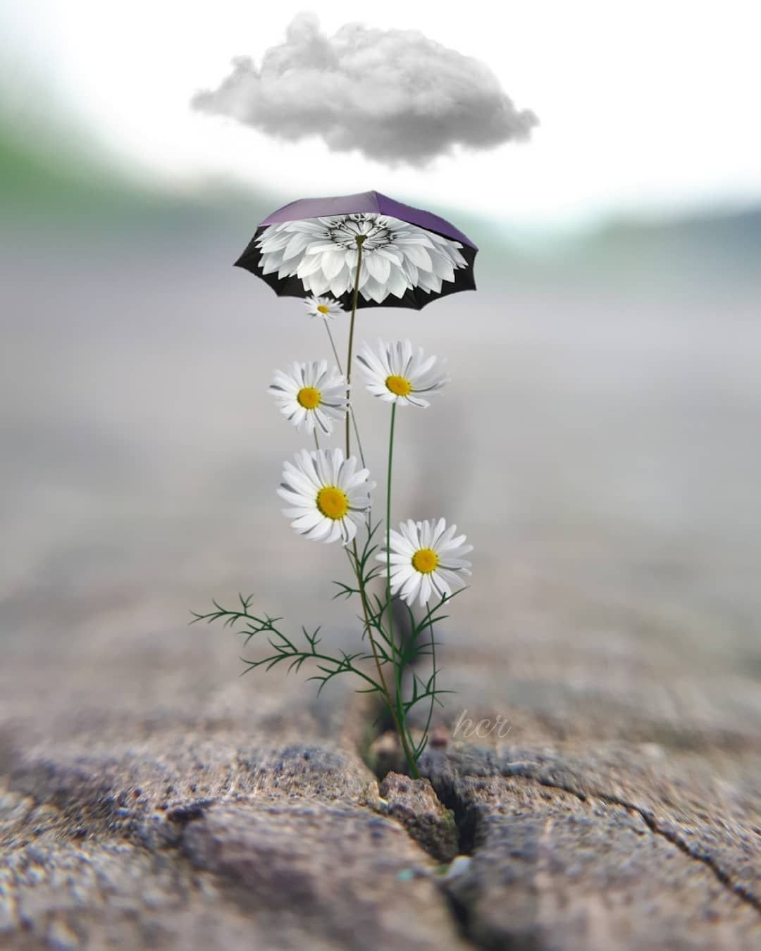 Ыветок Ромашка под дождём