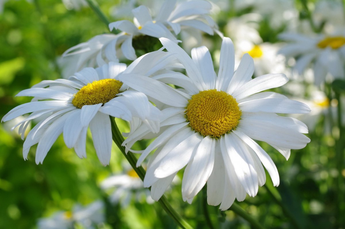 Крупные ромашки