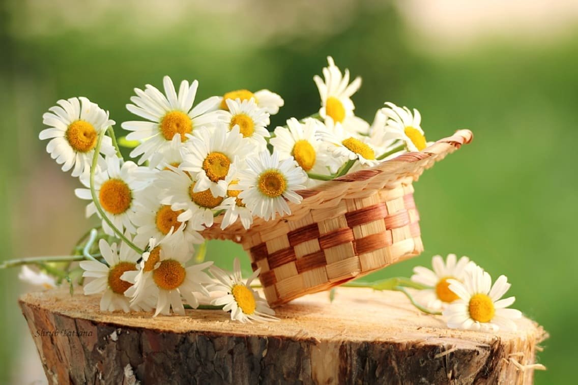 Букет ромашек на природе