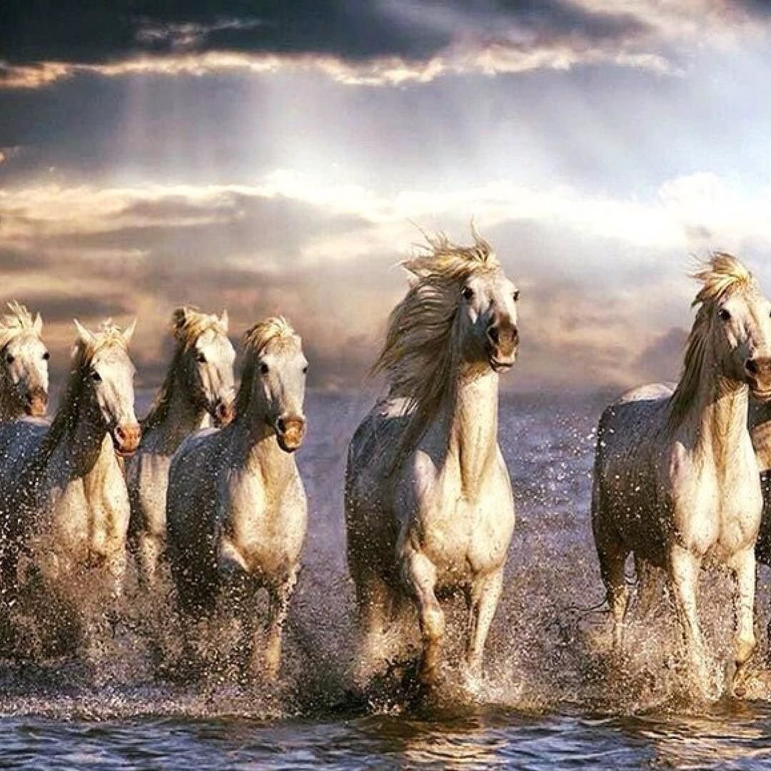 Белая лошадь бежит