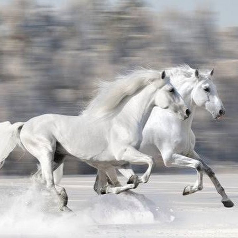 Табун арабских скакунов