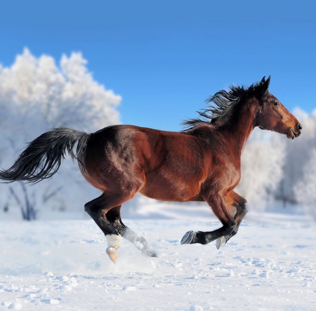 Табун лошадей Калмыкия степь