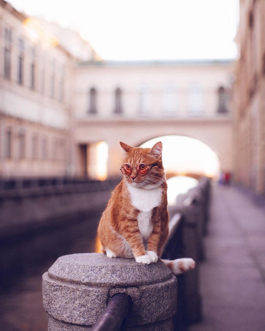 Доброе утро питер картинки