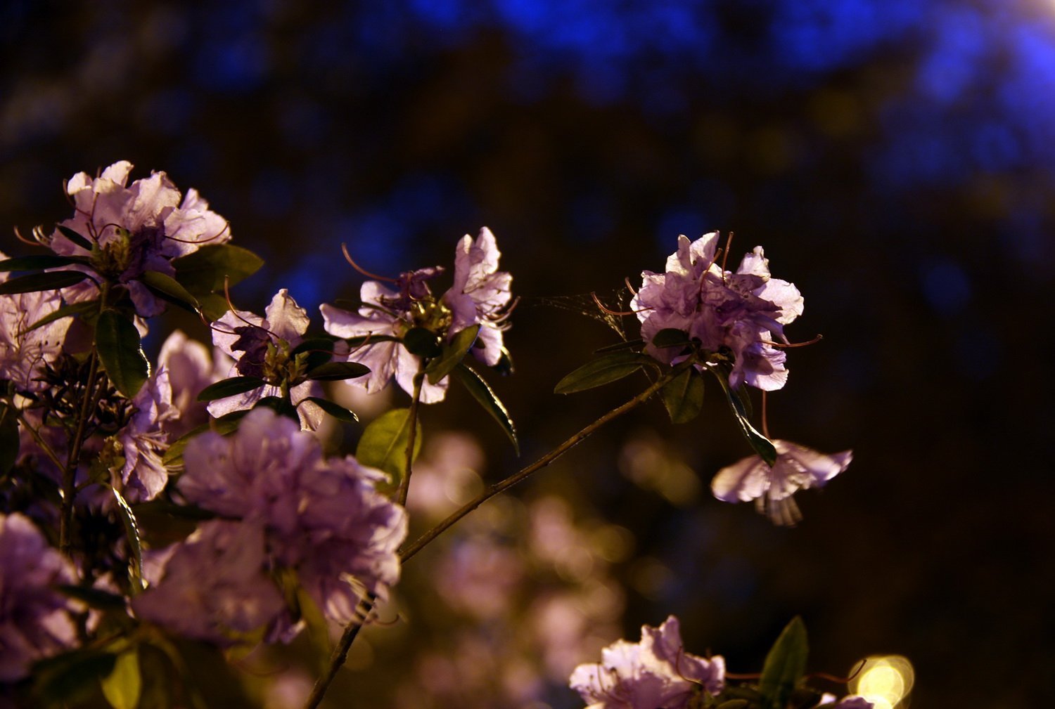 Ночь весны картинки красивые. Весенняя ночь. Ночной цветок. Цветы вечер. Весенний вечер цветы.