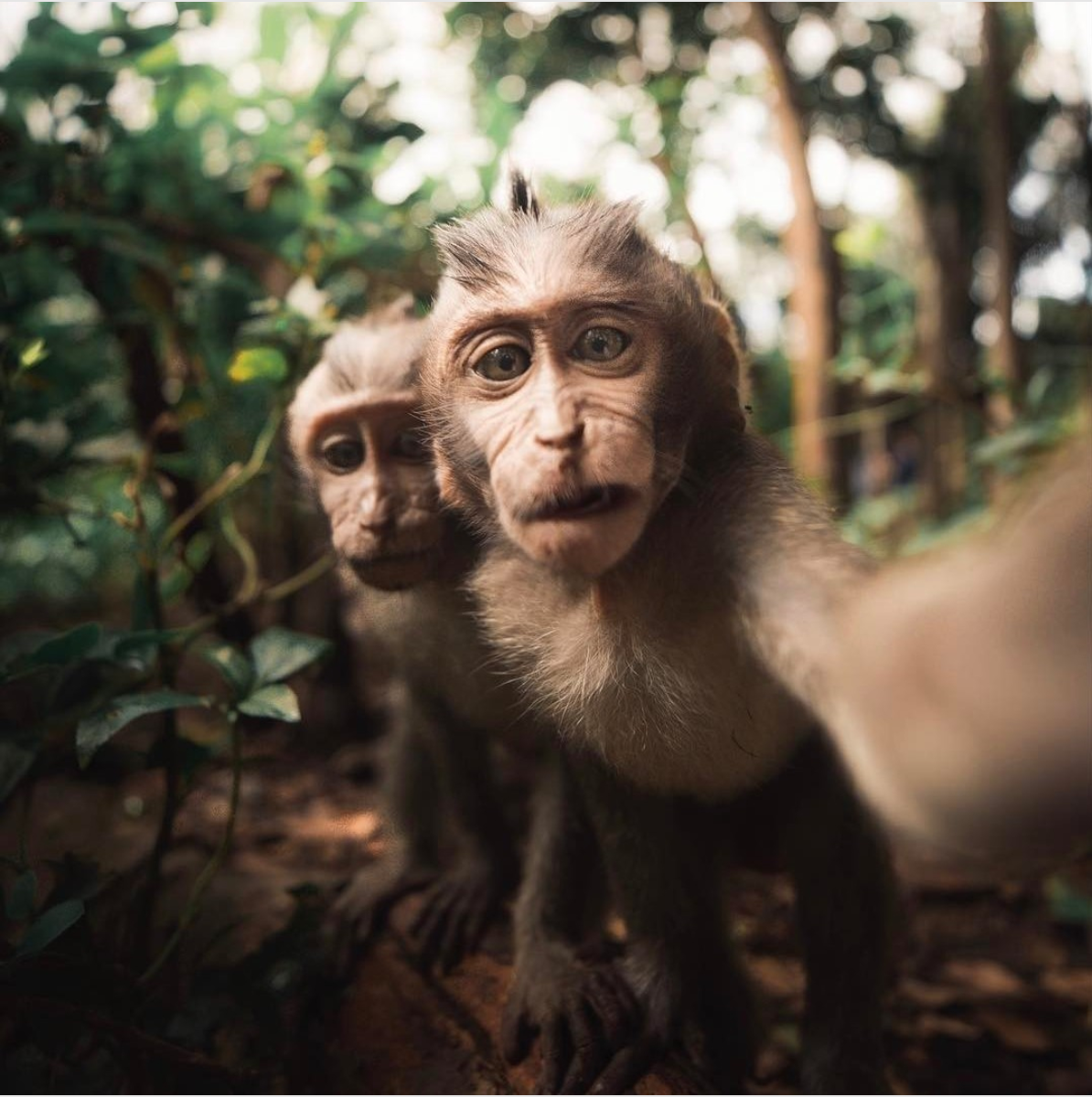 Фотка 2 обезьян. Шри Ланка обезьяны. Селфи обезьянки. Обезьяны фоткаются. Обезьяны в джунглях.