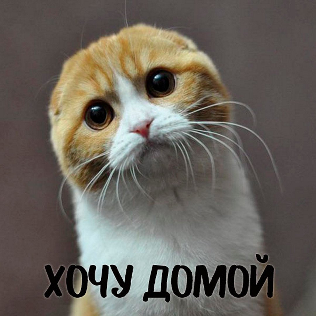 Хочу домой картинки прикольные