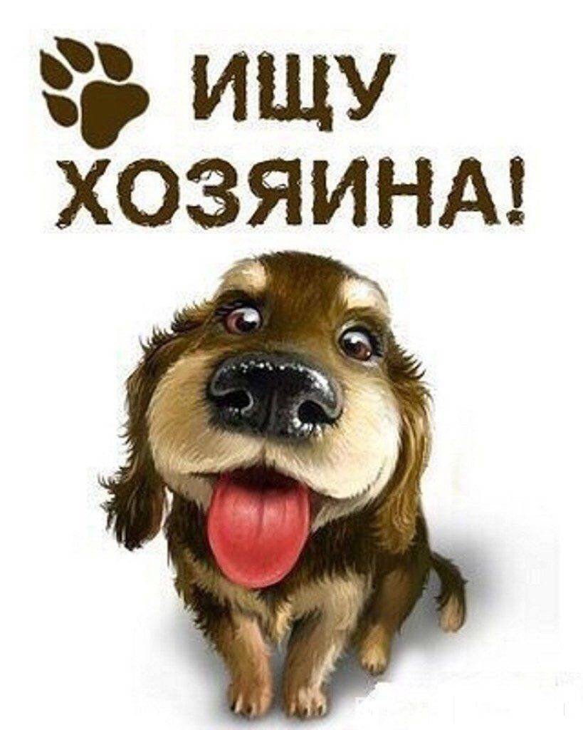 Щенки ищут дом