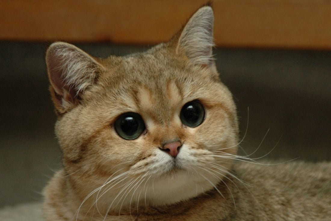 Енот с котом и ножом