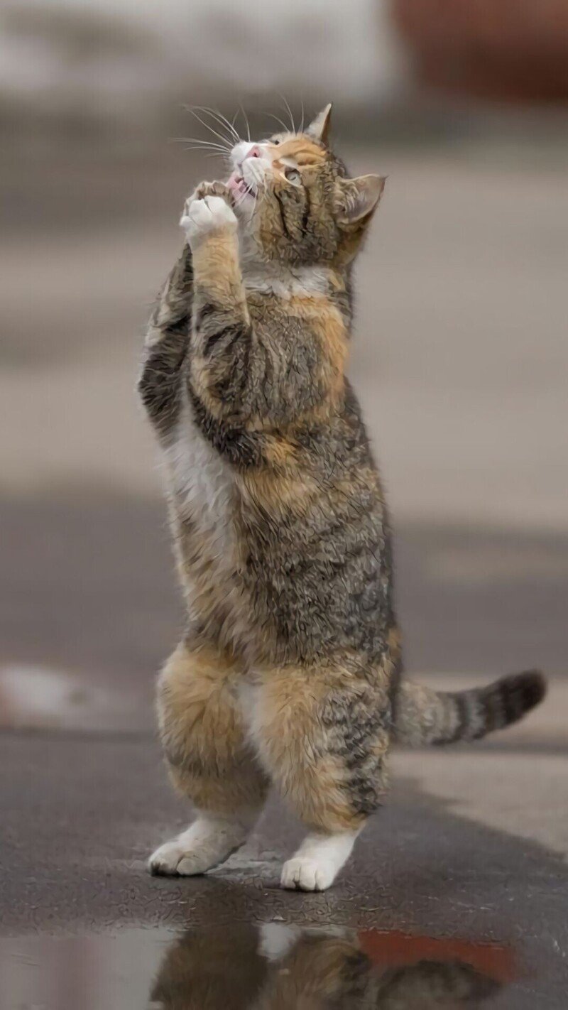 Тюльпаны букет в руках зимой